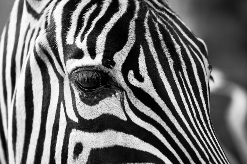 zebra, stripes, eye-630149.jpg